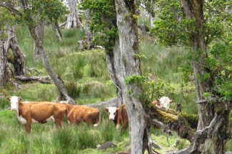 Wild cattle have been present on the slopes of North Kohala for more than a century, causing the diverse native forest to appear like a savannah, with African grasses blanketing the understory and native species only found beyond cattle’s reach. Photo by Melora Purell