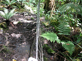 The Hawai’i State Natural Area Reserve Program on Kohala Mountain built this fence line at the Kilohana Stream Biodiversity Preserve in 2003. The forest on the right side of the fence is protected from feral animals, and shows the diversity of native ground cover and tree seedlings that can result. Photo by Melora Purell
