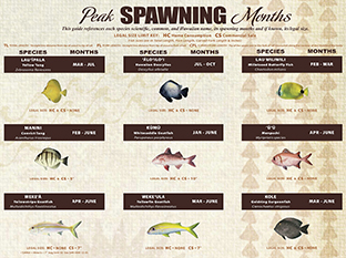 Portion of the updated Spawning Guide for the Leeward Coast of Hawai‘i Island poster