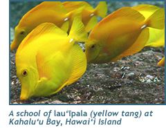 A school of lau‘ipala (yellow tang) at Kahalu‘u Bay, Hawai‘i Island