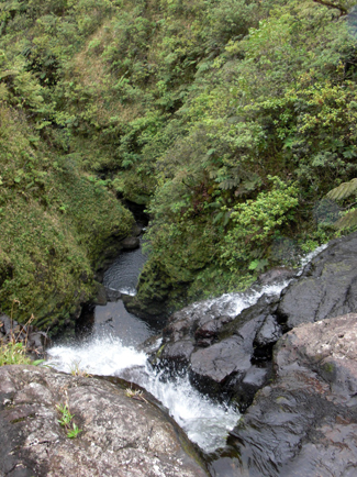 Kaimū Stream, one of the largest streams on windward Kohala Mountain. Waterfalls drop hundreds of feet into rocky pools – safe havens for koloa maoli.