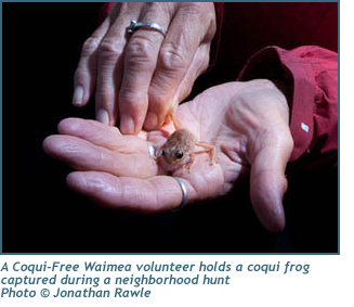A Coqui-Free Waimea volunteer holds a coqui frog catured during a neighborhood hunt. Photo copyright Jonathan Rawle