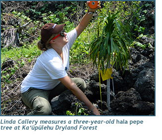 Linda Callery measures a three-year-old hala pepe tree at Ka‘upulehu Dryland Forest