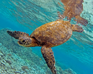 A photo of a honu (green sea turtle) at Kahalu‘u Bay taken by Bo Pardau.
