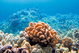 Cauliflower coral in waters off Puakō. The ReefTeach program at Kahalu‘u Bay is being replicated in Puakō in an effort to educate beachgoers how to protect fragile coral reefs and marine life.