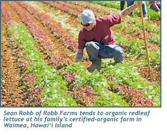 Sean Robb of Robb Farms tends to organic redleaf lettuce at his family’s certified-organic farm in Waimea, Hawai‘i Island