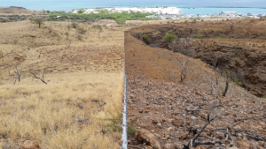 Fences, such as this fenceline installed in the Pelekāne Watershed, keep destructive ungulates from feeding on native plants and groundcover vital to retaining topsoil and mitigating erosion.