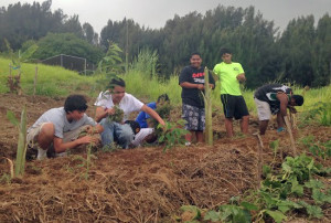 Summer 2014 high school ag interns work together to prepare land at Ka Hua ’Āina for planting