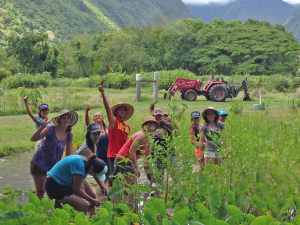 Participants in our Sustainable Agriculture Internship Program spend a day learning about traditional kalo (taro) cultivation at a lo‘i kalo (irrigated taro pond) in Waipi‘o Valley.