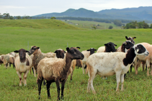 The mobile unit will enable small-scale ranchers on Hawai‘i Island to process their goats, sheep, pigs, and cattle on-site in a USDA-inspected facility.