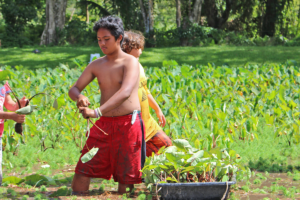 Ke Kumu ‘Āina emphasizes service learning at sites such as lo‘i kalo in Waipi‘o Valley