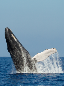 Humpback whales are among the marine mammals that WHMMRN volunteers seek to protect in waters off of Hawai‘i Island’s leeward coast. (Photo courtesy Julie Steelman, used with permission)