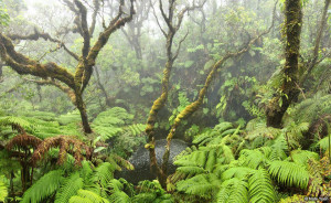 Clouds envelop a native stream on Kohala Mountain in a fine gentle mist. ʻŌhiʻa trees draped in moss and a community of native ferns—hapuʻu, amaʻu, uluhe lau nui, and 'ekaha—thrive in the mountain’s remote rainforests. (Photo courtesy Nate Yuen)