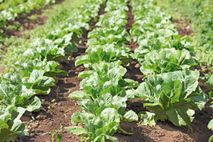 A variety of romaine lettuce growing at Robb Farms in Waimea, Hawai‘i Island. Crops that grow well at 3,000 feet above sea level in relatively dry conditions might not grow as well in locations such as Hāna, Maui or Hale‘iwa, O‘ahu. Growers can identify their plant hardiness zones, share their experiences, and learn from others through the Seed Variety Selection Tool.