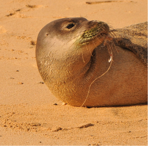 A Hawaiian monk seal caught on a small fishing hook. Anyone encountering a seal or marine mammal that has been hooked, stranded, entangled, or injured is encouraged to call 808-987-0765 immediately...it could save a life. (Photo courtesy David Schofield/NOAA permit #932-1905)